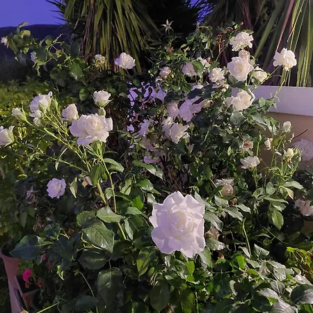 Irini's Argosztóli